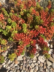 Sedum × rubrotinctum
