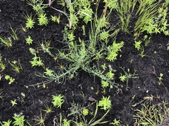 Lebeckia brevipes