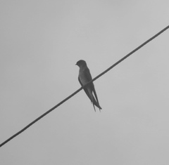 Hemiprocne longipennis