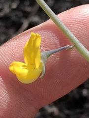 Lebeckia brevipes