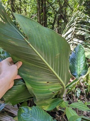 Monstera standleyana, photograph (c) Eric Knight, some rights reserved (CC BY)