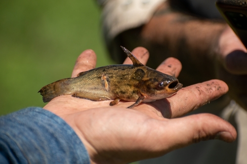 Lucena's driftwood catfish (Trachelyopterus lucenai) — Auchenipteridae