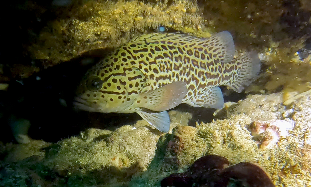 Leopard wirrah (Acanthistius pardalotus) — Serranidae