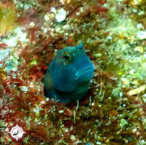 Arabian Blenny