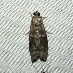 Euzophera semifuneralis