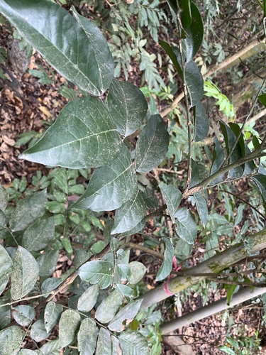 Clausena lansium