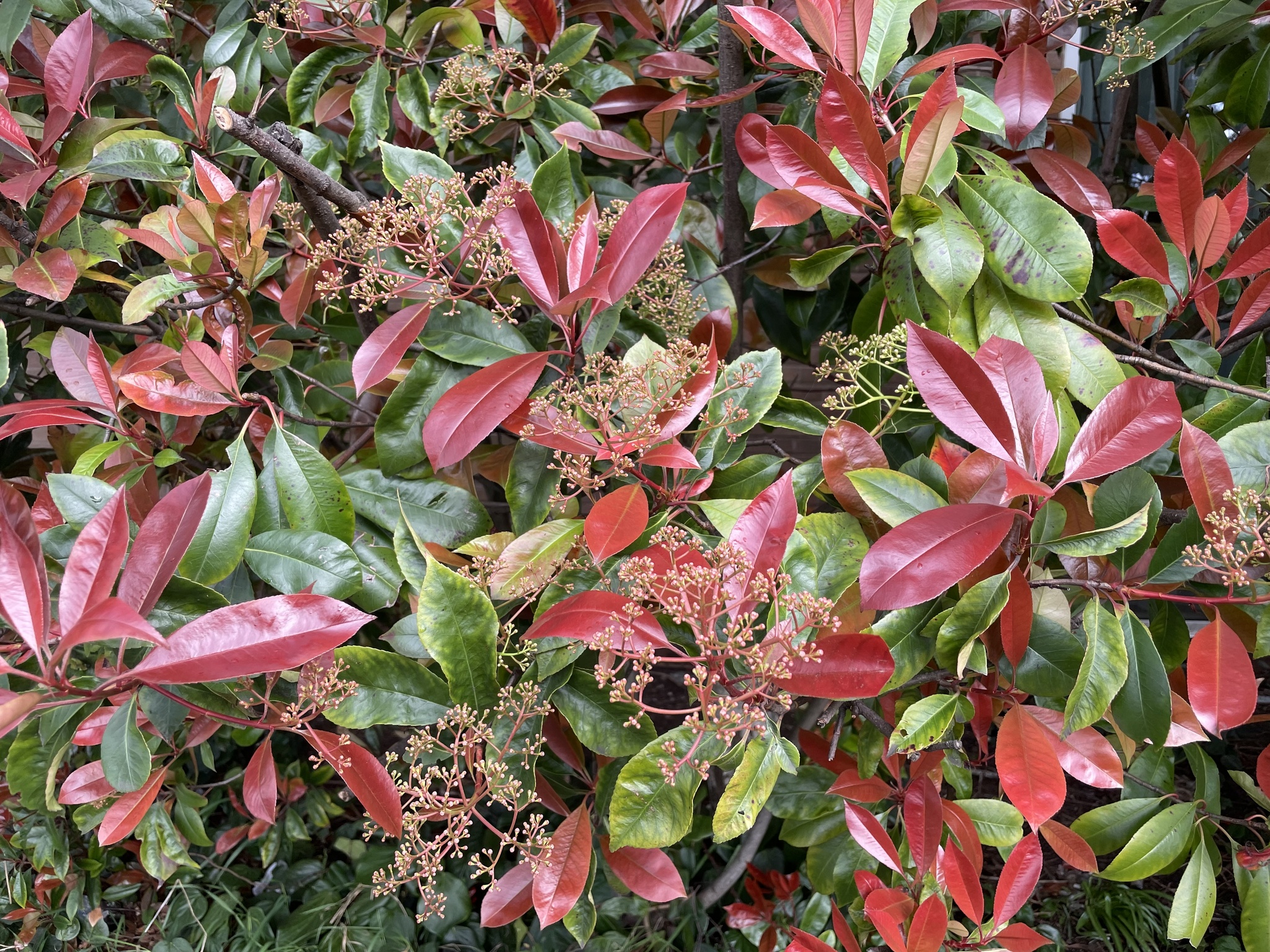 Imagem de Photinia x fraseri