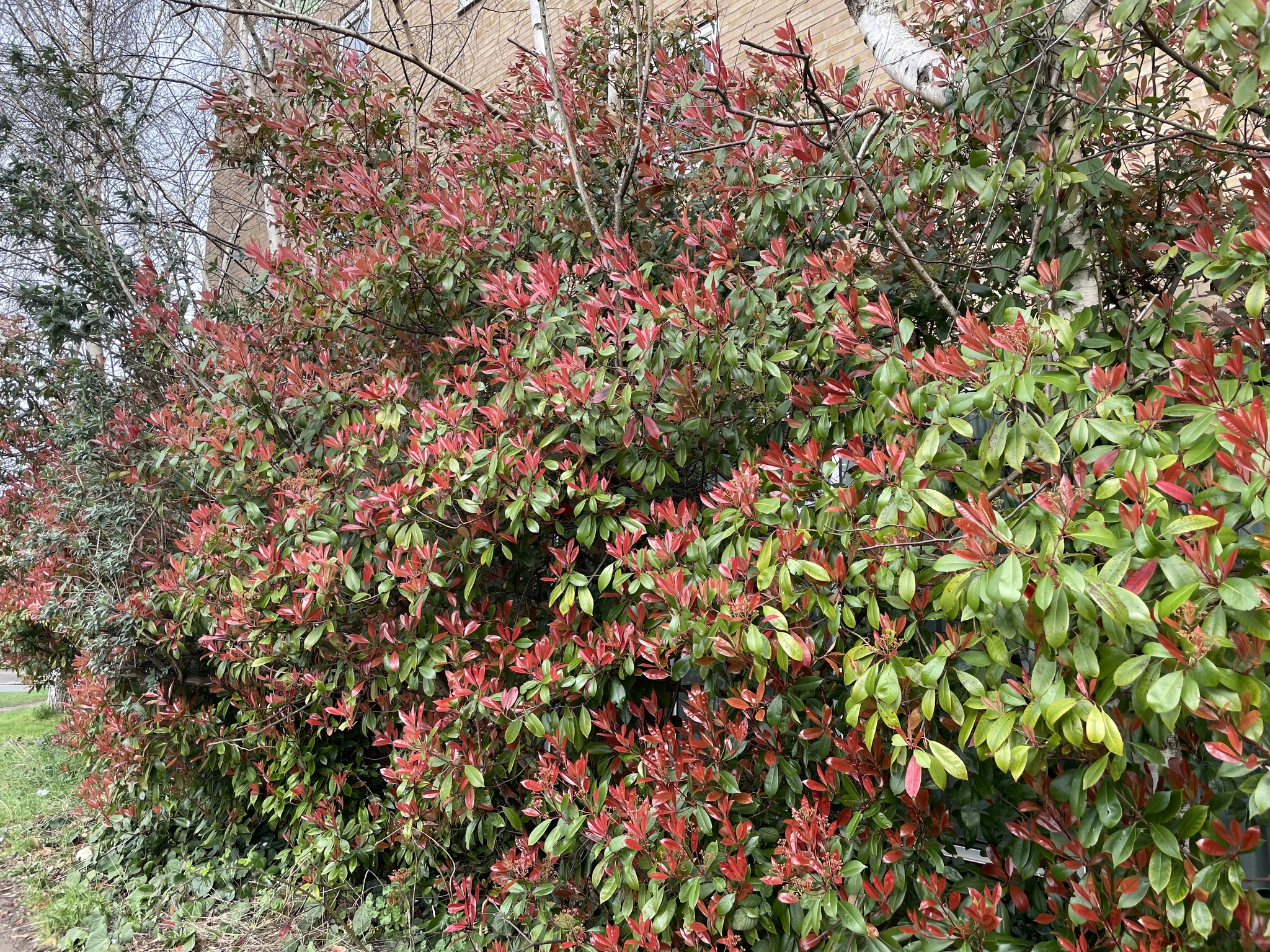 Imagem de Photinia x fraseri