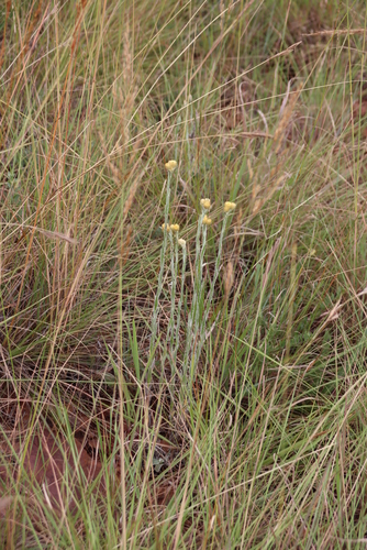 Image of Helichrysum mixtum by (c) Tony Rebelo, some rights reserved (CC BY-SA)
