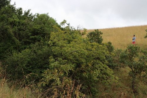 Image of Vitex obovata by (c) Tony Rebelo, some rights reserved (CC BY-SA)
