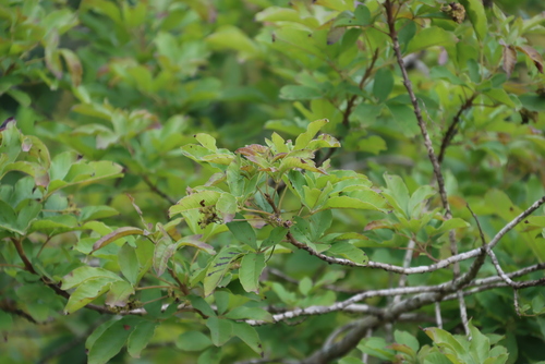 Image of Vitex obovata by (c) Tony Rebelo, some rights reserved (CC BY-SA)