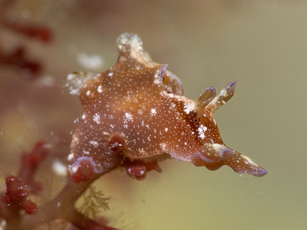 Dwarf sea hare