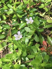Bacopa monnieri image