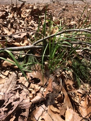 Allium schoenoprasum