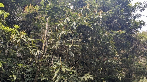Image of Neolitsea konishii by (c) Cheng-Te Hsu, some rights reserved (CC BY)