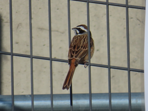 Escribano de Brandt (Emberiza cioides)