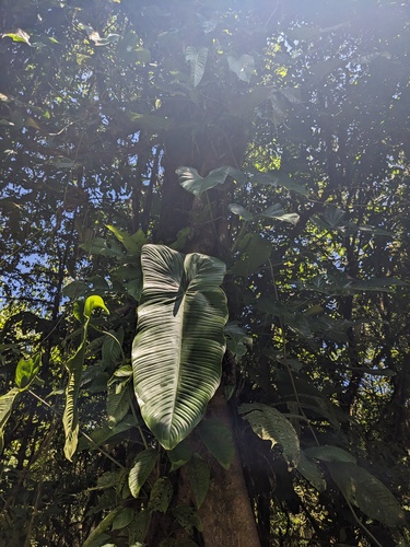 Philodendron tenue, photograph 2