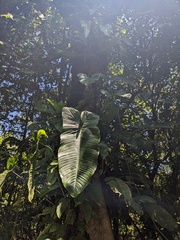 Philodendron tenue, photograph (c) Eric Knight, some rights reserved (CC BY)