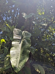 Philodendron tenue