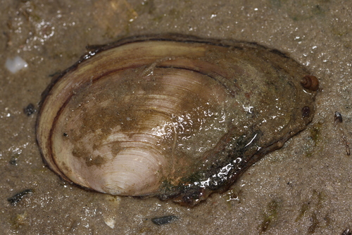 Duck Mussel, Westerland, Nederland, photo 9 of 10