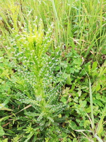 Reseda luteola iNat (1)