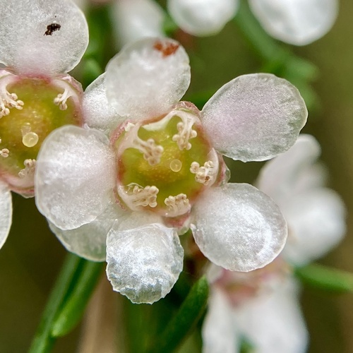 Astartea leptophylla (Astartea leptophylla)