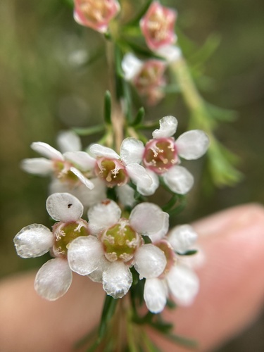 Astartea fascicularis, photograph 4
