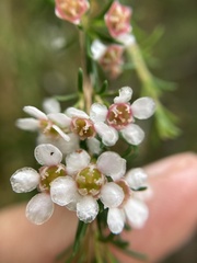 Astartea fascicularis, photograph pimelea, CC BY, iNaturalist via GBIF
