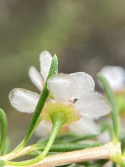 Astartea fascicularis, photograph pimelea, CC BY, iNaturalist via GBIF