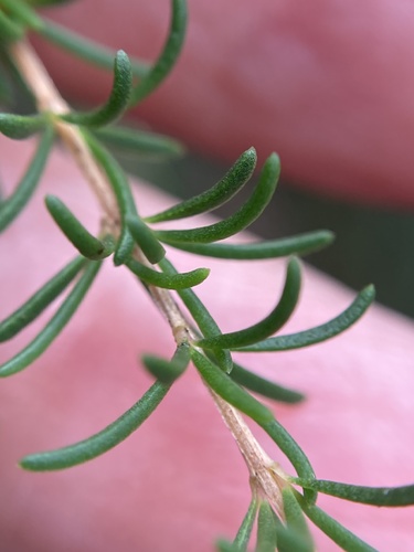 Astartea fascicularis, photograph 6