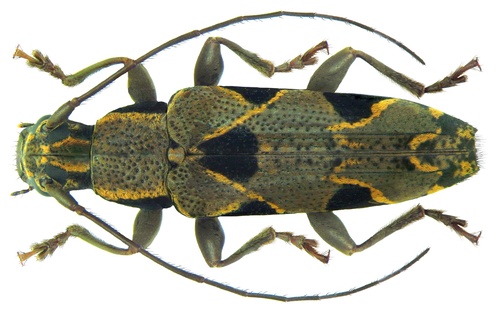Tmesisternus distinctus
