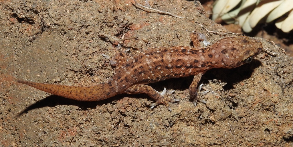 Scaly Gecko