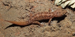 Scaly Gecko photo 1