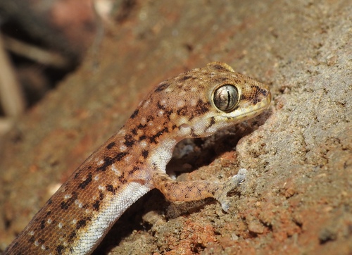 Scaly gecko, Hemidactylus scabriceps