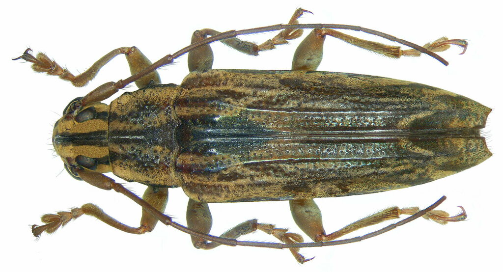 Tmesisternus geelvinkianus
