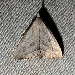 Macrochilo hypocritalis