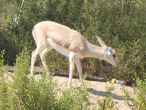 甲状腺ガゼル