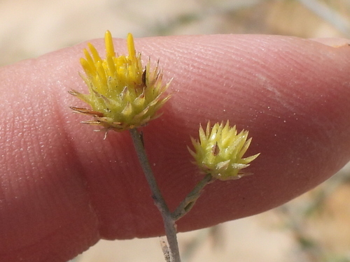Image of Rhanterium epapposum by (c) Sam Kieschnick, some rights reserved (CC BY)