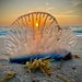 Portuguese Man O' War - Photo (c) Keara R. Giannotti, some rights reserved (CC BY-NC), uploaded by Keara R. Giannotti