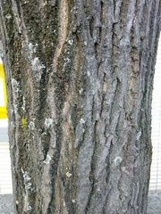 Quercus