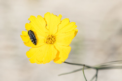 Acmaeodera