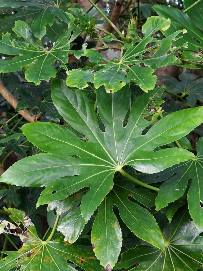 Japanese aralia