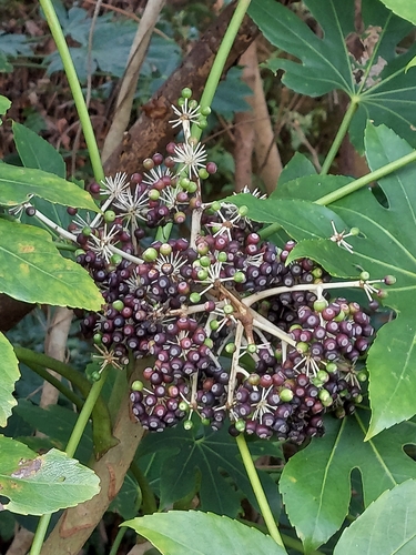 Fatsia japonica
