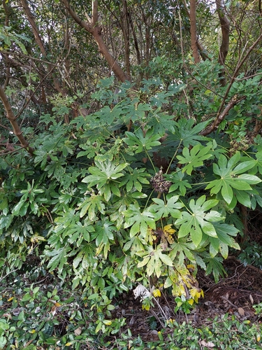 Fatsia japonica