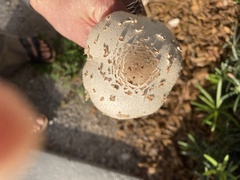 Chlorophyllum molybdites image