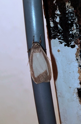 Poliosia marginata
