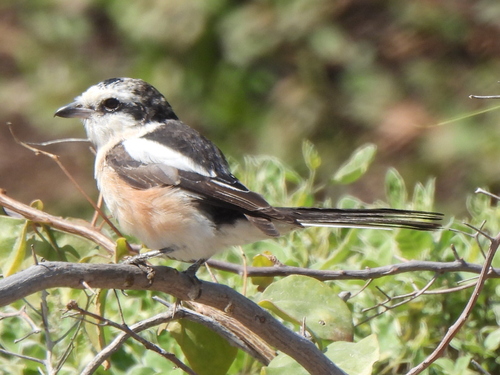 Alcaudón núbico (Lanius nubicus)