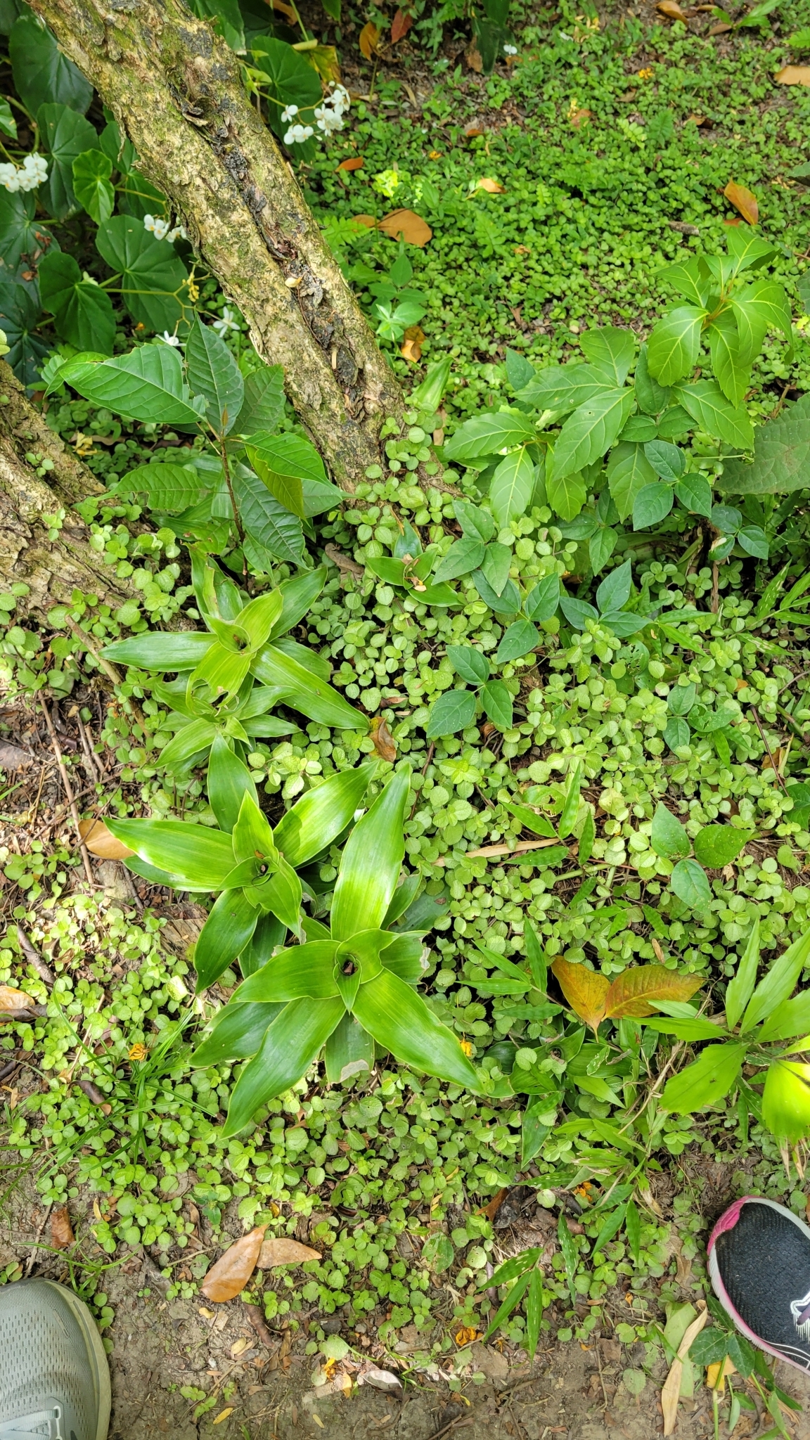 Imagem de Dinheiro em penca
