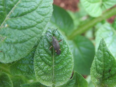 Closterotomus annulus