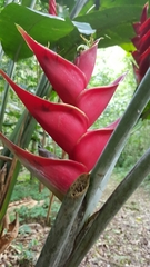 Heliconia caribaea